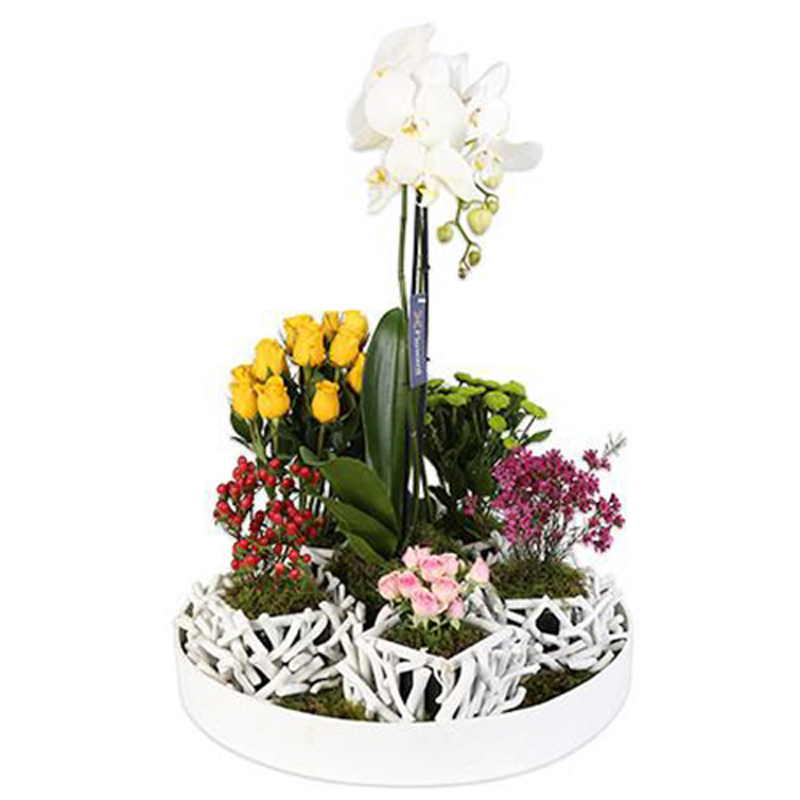 Phalaenopsis Plant 